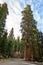 Gigantic Sequoia trees in Sequoia National Park, California USA