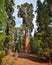 Gigantic Sequoia trees in Sequoia National Park, California USA