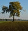 Gigantic tree with green leaves standing alone by an agriculutral field