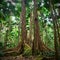 Gigantic tree tropical national park rainforest