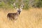 Gigantic whitetail buck