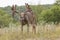 Gigantic whitetail buck rubbing off velvet from antlers