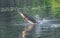 Gigantic Wild Adult Gulf sturgeon - Acipenser oxyrinchus desotoi - jumping