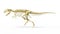 Gigantosaurus dinosaurus full photo-realistic skeleton, side view.