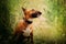 A giger Bull Terrier sits amidst green spikes of rye in a field on a summer day. Pet and field. Companionship, rural life, and