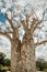 Gija Jumulu the Giant Boab Tree in Kings Park, Perth, WA, Australia