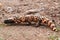 Gila Monster (Heloderma suspectum)