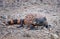 Gila Monster Orange and Black Venomous Lizard Low Angle Close Up Looking at Camera