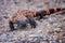 Gila Monster Venomous Lizard Close Up Facing Camera on Dirt Road