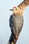 Gila Woodpecker