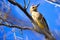 Gila Woodpecker