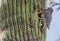 Gila Woodpecker at Cactus Nest, Arizona