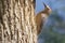 Gila Woodpecker, male