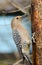 Gila Woodpecker, Male