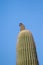 Gila Woodpecker, Melanerpes uropygialis