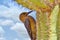 Gila Woodpecker on a Saguaro cactus