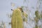 Gila Woodpecker on Saguaro Cactus, Tucson Arizona desert