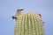 Gila Woodpecker on Saguaro Cactus, Tucson Arizona desert