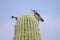 Gila Woodpecker on Saguaro Cactus in Tucson Arizona desert