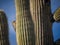 Gila Woodpecker on a Saguaro tree