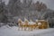 The gilded carriage harnessed by four horses, covered with snow