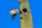 Gilded Flicker