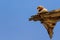 Gilded Flicker woodpecker on dead wood