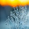 Gilded Frost: Autumn\\\'s Captive Bloom Embraces the Sunrise.