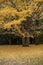 Gilded Serenity: Ginkgo\'s Autumnal Glow