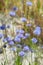 Gilia capitata blue beautiful flowering plant