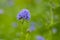 Gilia capitata blue beautiful flowering plant, blue-thimble-flowers in bloom, amazing wildflower