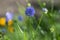 Gilia capitata blue beautiful flowering plant, blue-thimble-flowers in bloom, amazing wildflower