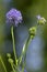 Gilia capitata blue beautiful flowering plant, blue-thimble-flowers in bloom, amazing wildflower