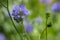 Gilia capitata blue beautiful flowering plant, blue-thimble-flowers in bloom, amazing wildflower