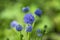 Gilia capitata blue beautiful flowering plant, blue-thimble-flowers in bloom, amazing wildflower
