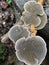 Gilled Polypore