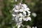 Gilliflower Hesperis matronalis