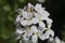 Gilliflower Hesperis matronalis