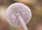 The gills of the mushrooms are a part of the anatomy of these fungi where the spores are housed, an approximation to these