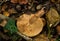 The gills of the Oak Milkcap mushroom or lactarius quietus..