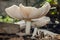 Gills Side Of Glistening Inkcap Mushrooms