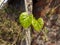 Giloy English: Tinospora cardifoliahas a multivariate vine