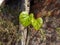 Giloy English: Tinospora cardifoliahas a multivariate vine