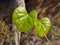 Giloy English: Tinospora cardifoliahas a multivariate vine