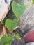 Giloy leaf Tinospora cardifoliahas a multivariate vine