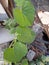 Giloy leaf Tinospora cardifoliahas a multivariate vine