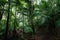 Gilpin Trace Trail in Tobago Main Ridge Rainforest Reserve in Trinidad and Tobago