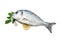 Gilt-head bream