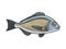 Gilt head bream dorada fish color sketch raster