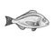 Gilt head bream dorada fish sketch vector